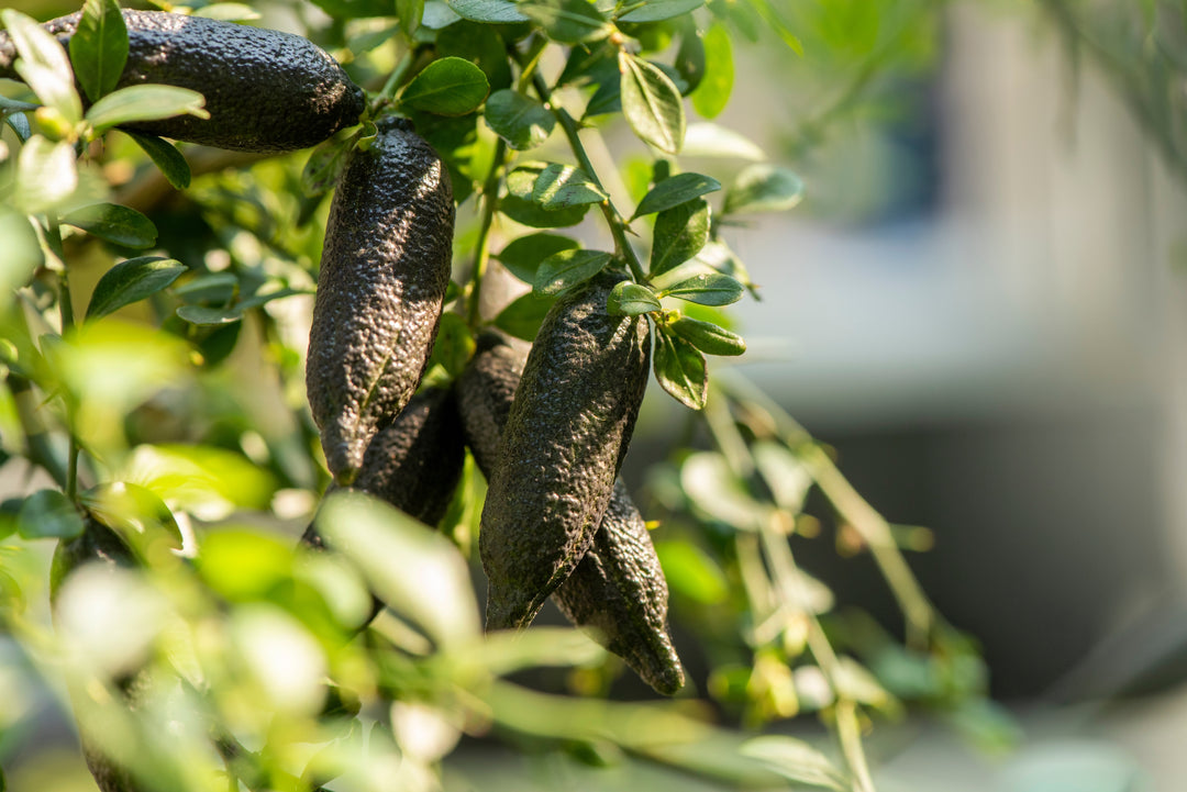 Finger Lime Tree showing 5 green finger limes in focus. It's featured in our Non-Alcoholic Sauvignon Blanc.
