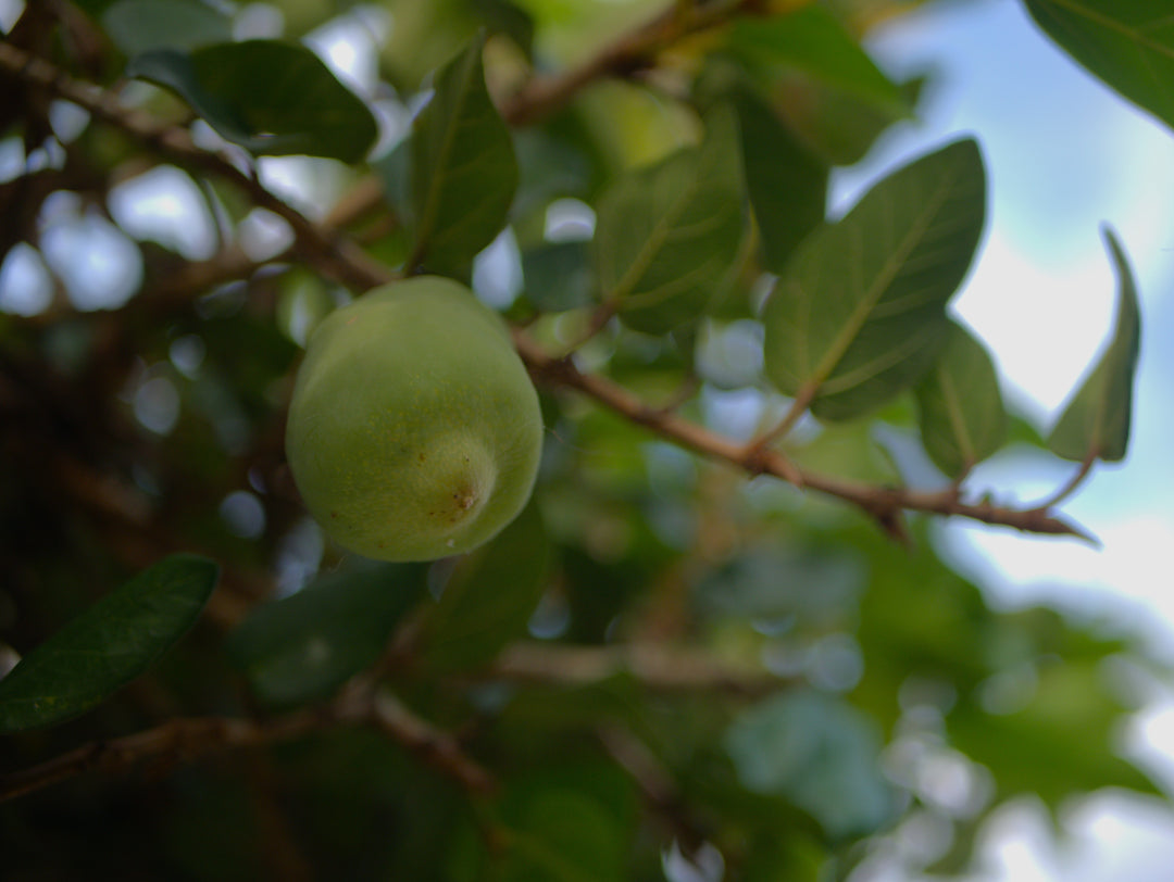 A Kakadu Plum bush with a single kakadu plum fruit, used for flavouring Altina's delicious Kakadu Plum Rose