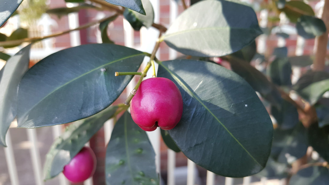 A Riberry bush showing pink Riberry fruit and glossy green leaves. The fruit is used to flavour Altina's Sangria