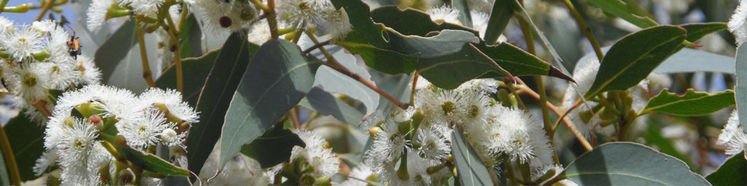 Leaves of the Eucalyptus Olida, strawberry gum plant, with some flowers out of focus. Used in Altina's Sparkling Non-Alcoholic Champagne.